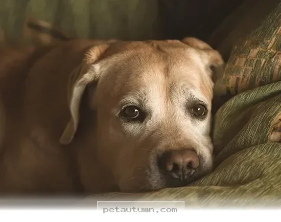 Understanding Your Aging Pet Health Changes for a Happy 2026 Ahead