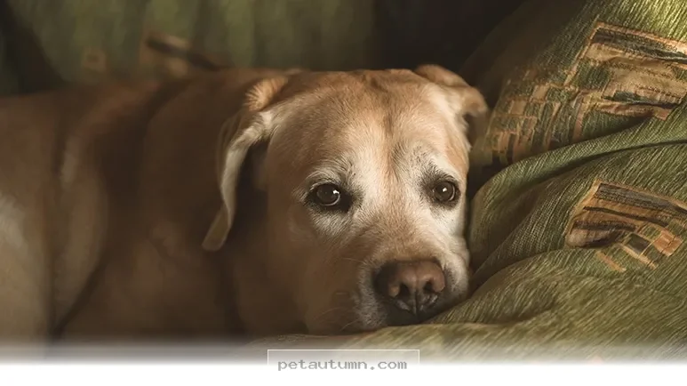 Understanding Your Aging Pet Health Changes for a Happy 2026 Ahead