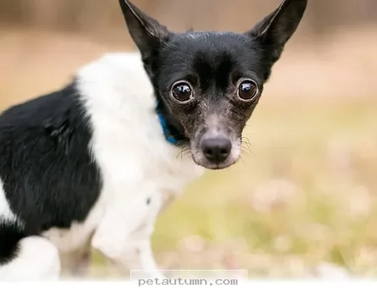 Understanding Your Dog 5 Personality Traits That Shape Life in 2026