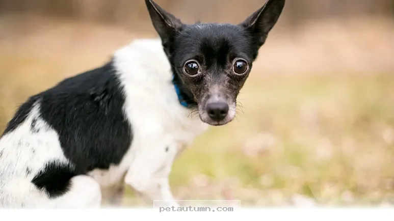 Understanding Your Dog 5 Personality Traits That Shape Life in 2026
