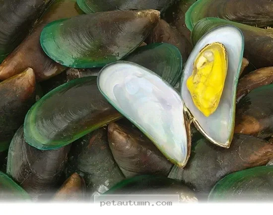 Ways Green Lipped Mussel Benefits Your Dog’s Joint Health in 2026