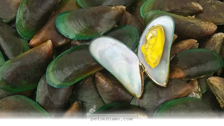 Ways Green Lipped Mussel Benefits Your Dog’s Joint Health in 2026
