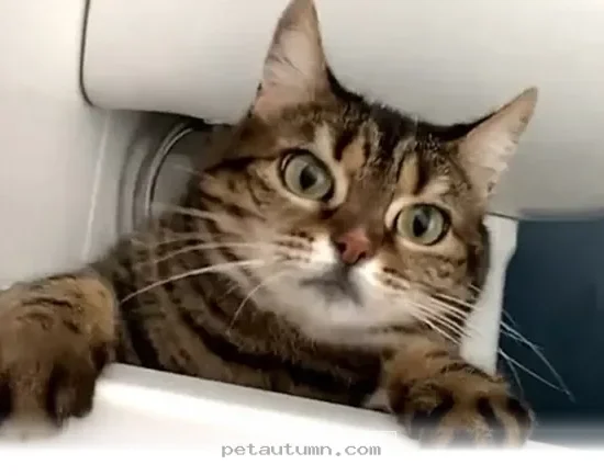 Ways to Keep Your Pet Happy and Healthy Throughout 2026