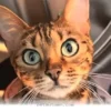 Ways Your Cat Actually Understands What You Are Saying in 2026