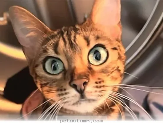 Ways Your Cat Actually Understands What You Are Saying in 2026