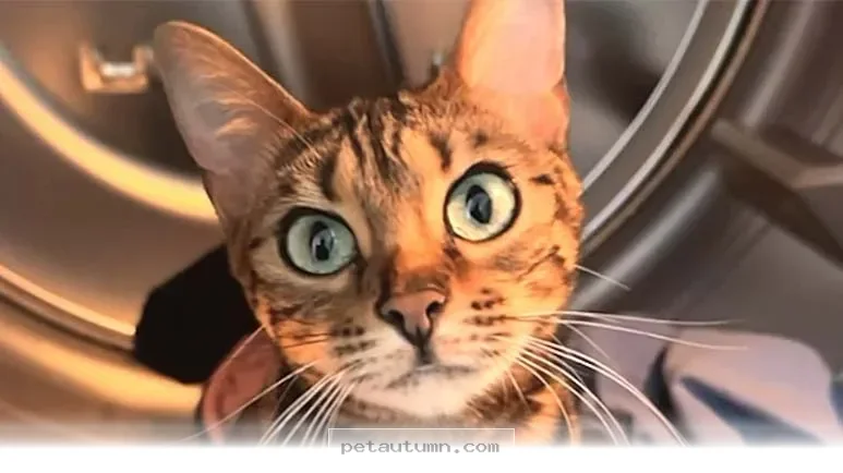 Ways Your Cat Actually Understands What You Are Saying in 2026
