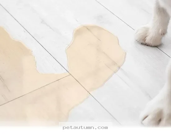 What 5 Changes in Your Pet's 2026 Bathroom Habits Mean for Health