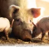 Why 5 Friendly Farm Animals Make Perfect Playful Pets in 2026
