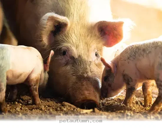 Why 5 Friendly Farm Animals Make Perfect Playful Pets in 2026