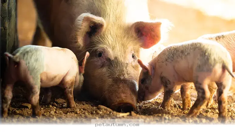 Why 5 Friendly Farm Animals Make Perfect Playful Pets in 2026