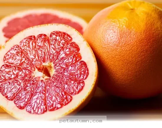 Why 5 Healthy Fruits Are Actually Great Treats for Your Dog in 2026