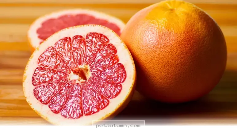 Why 5 Healthy Fruits Are Actually Great Treats for Your Dog in 2026