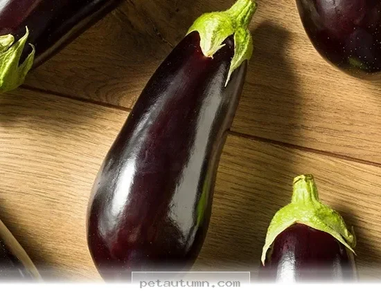 Why 5 Purple Veggies Are Healthy Additions for Your Pet in 2026