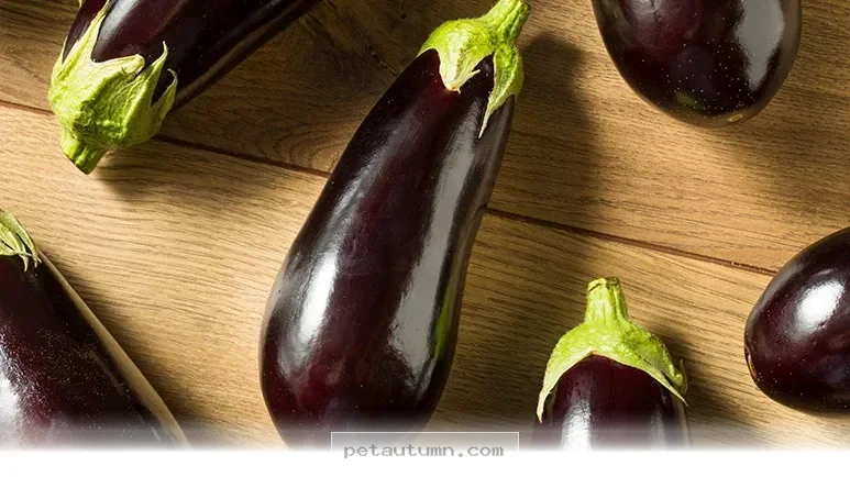 Why 5 Purple Veggies Are Healthy Additions for Your Pet in 2026