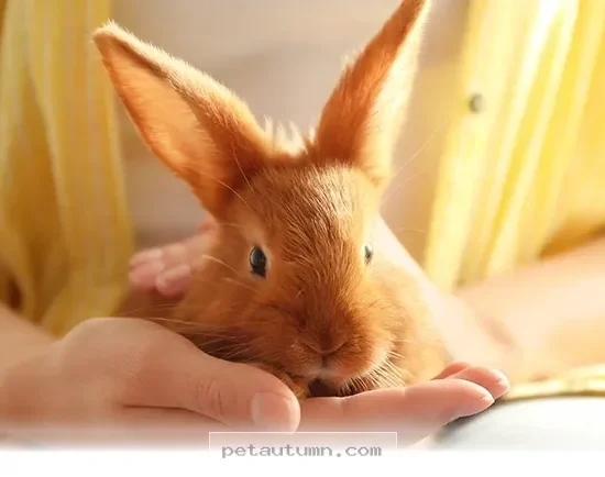Why 7 Unique Small Pets Are Perfect Companions for Your Home in 2026