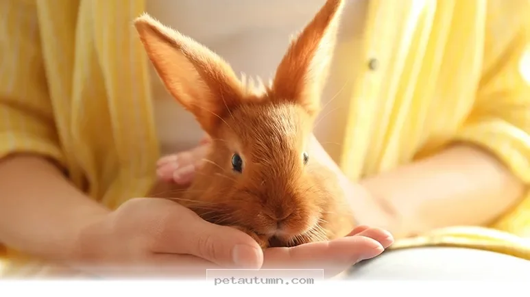 Why 7 Unique Small Pets Are Perfect Companions for Your Home in 2026