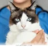 Why Dogs Receive 5 Times More Professional Care Than Cats in 2026