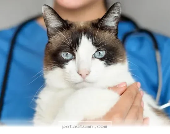 Why Dogs Receive 5 Times More Professional Care Than Cats in 2026
