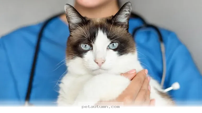 Why Dogs Receive 5 Times More Professional Care Than Cats in 2026