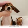 A Heartwarming Guide to Helping Your Foster Pet Give Birth in 2026