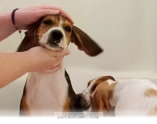 A Heartwarming Guide to Helping Your Foster Pet Give Birth in 2026