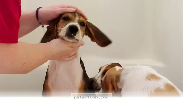A Heartwarming Guide to Helping Your Foster Pet Give Birth in 2026