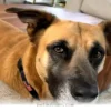 Amazing Facts About Rescuing Your Best Friend in 2026
