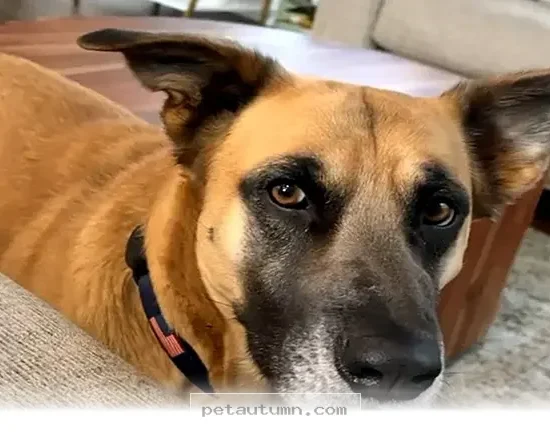 Amazing Facts About Rescuing Your Best Friend in 2026