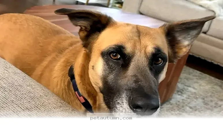Amazing Facts About Rescuing Your Best Friend in 2026
