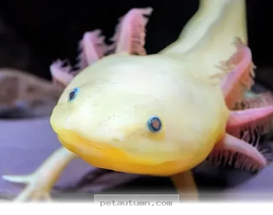 Best 7 Invertebrates To Keep Your 2026 Home Aquarium Healthy And Fun