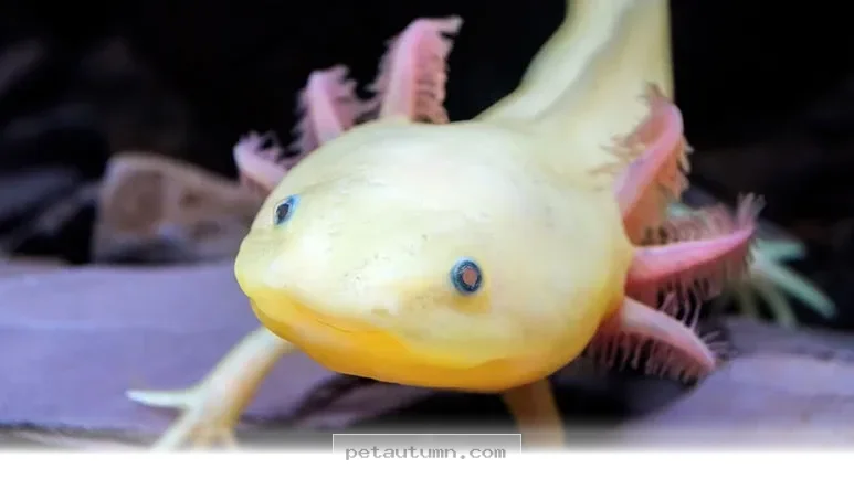 Best 7 Invertebrates To Keep Your 2026 Home Aquarium Healthy And Fun