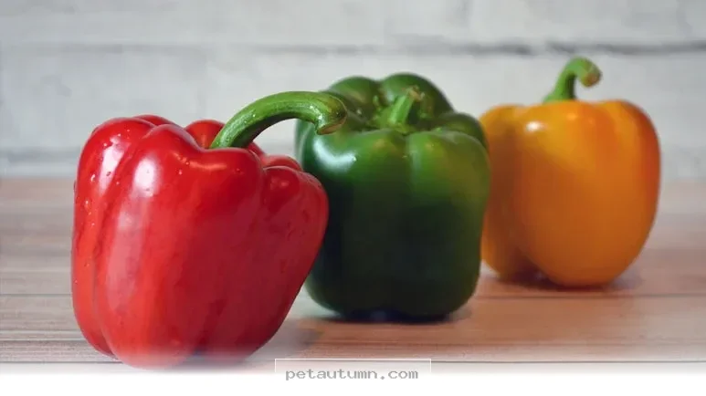 Best Fruits to Boost Your Pet Health and Vitality Throughout 2026