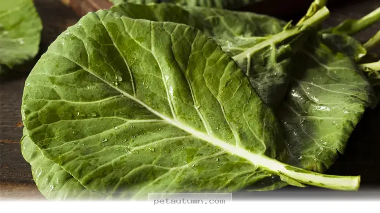 Best Healthy Vegetables for Your Happy Dog to Enjoy in 2026