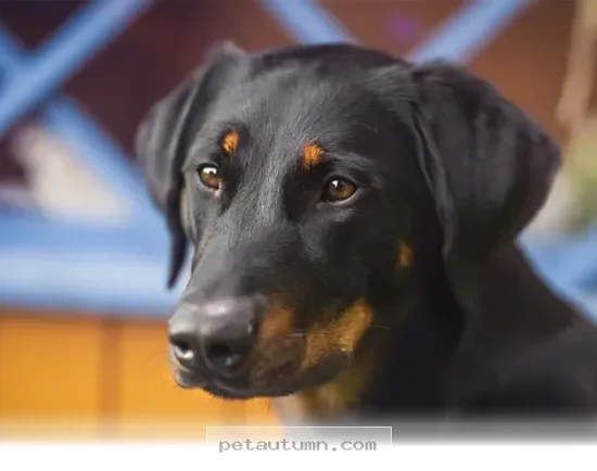 Discover the Sweet History of This Charming Dog Breed From 2026