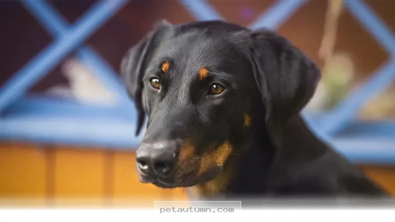 Discover the Sweet History of This Charming Dog Breed From 2026