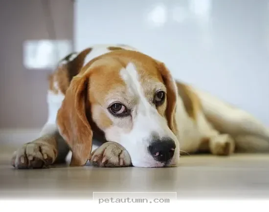 Easy Ways to Refresh Your Pet's Hygiene Routine for a Better 2026