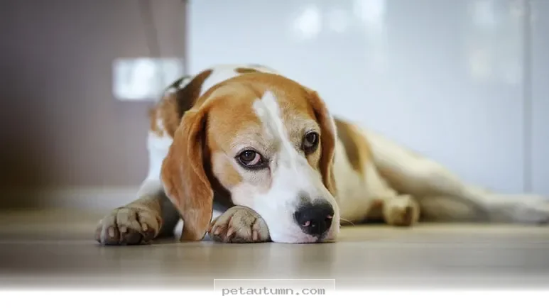 Easy Ways to Refresh Your Pet’s Hygiene Routine for a Better 2026
