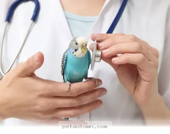 Essential 2026 Health Tips for Keeping Your Pet Bird Happy and Healthy