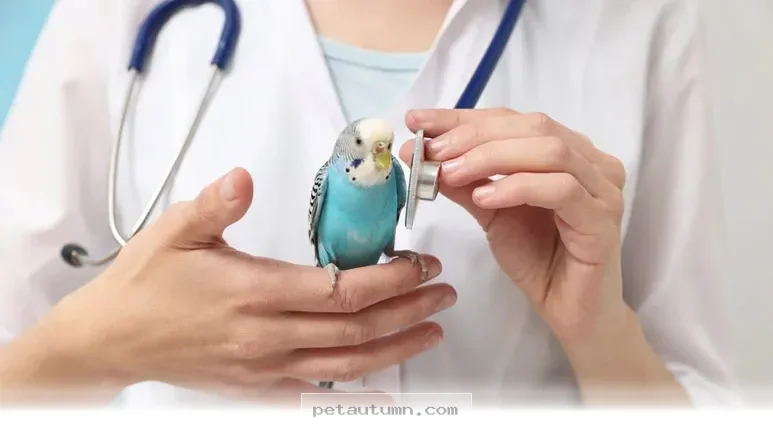Essential 2026 Health Tips for Keeping Your Pet Bird Happy and Healthy