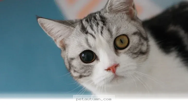 Essential Pet Eye Health Warning Signs You Should Monitor in 2026