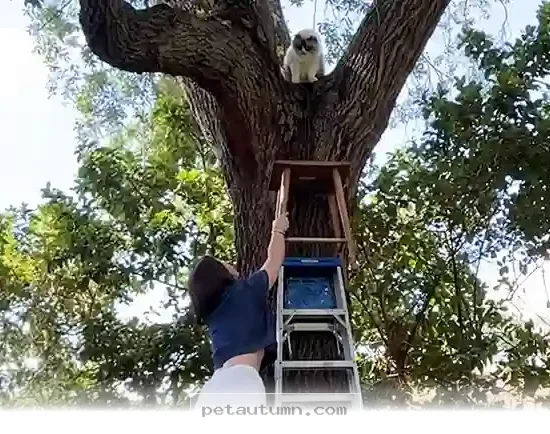 Essential Safety Tips for Rescuing Your Trapped Cat in 2026