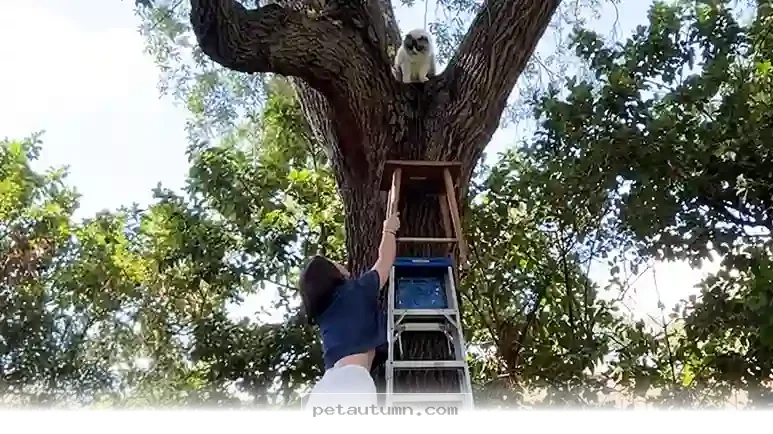 Essential Safety Tips for Rescuing Your Trapped Cat in 2026