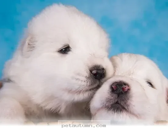 Essential Tips for Raising 2 Puppies Together Successfully in 2026
