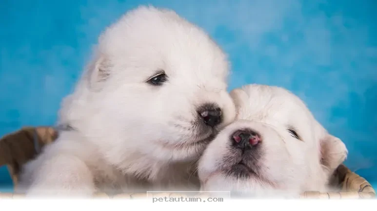Essential Tips for Raising 2 Puppies Together Successfully in 2026
