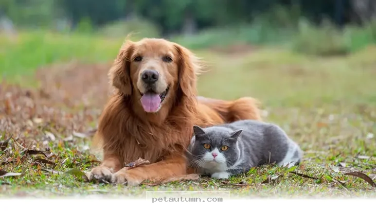 Essential Ways to Support Your Pet’s Daily Health Needs in 2026