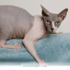 Fun Pets That Will Brighten Your Home and Daily Life in 2026