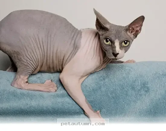 Fun Pets That Will Brighten Your Home and Daily Life in 2026