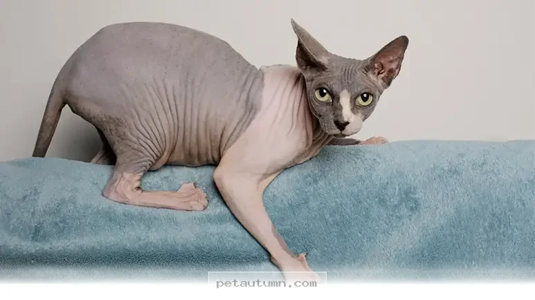 Fun Pets That Will Brighten Your Home and Daily Life in 2026
