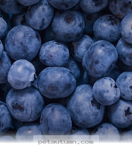 Healthy Fruit Snacks for Your Dog to Enjoy in 2026 and Beyond