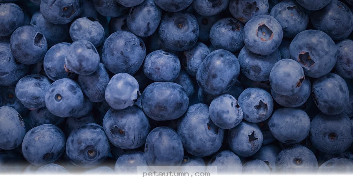 Healthy Fruit Snacks for Your Dog to Enjoy in 2026 and Beyond